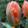 Tulipa 'Orange Emperor'