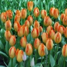 Tulipa 'Orange Emperor'