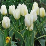 Tulipa 'Purissima Design'