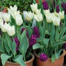 Tulipa 'Purissima Design'