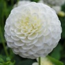 Dahlia White Aster (single)