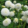 Dahlia White Aster (group)