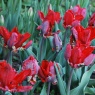 Tulipa 'Rococo'