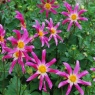 Dahlia 'Honka Roze'