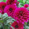 Dahlia 'Purple Flame'