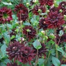 Dahlia 'Tamburo'