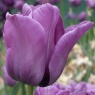 Tulipa 'Bleu Aimable'