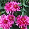 Dahlia 'Gallery Art Nouveau'