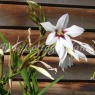 Gladiolus callianthus murielae