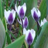 Crocus 'Ladykiller'