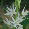 Camassia leichtlinii alba AGM