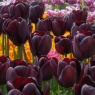 Tulipa 'Café Noir'