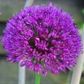 Allium hollandicum ‘Purple Sensation’ AGM