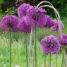 Allium hollandicum ‘Purple Sensation’ AGM