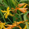 Crocosmia George Davison