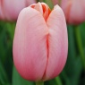 Tulipa 'Menton' AGM