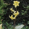 Erythronium Pagoda AGM