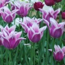 Tulipa 'Ballade’ AGM