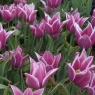 Tulipa 'Ballade’ AGM