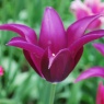Tulipa 'Burgundy’