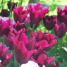 Tulipa 'Burgundy’