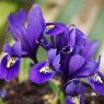 Iris reticulata 'Pixie' AGM