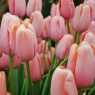 Tulipa 'Menton'