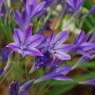 Triteleia 'Corinna'