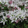 Allium 'Cameleon'