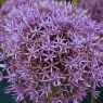 Allium 'Jackpot'