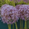 Allium 'Jackpot'