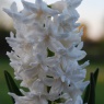 Hyacinth 'Snow Crystal'