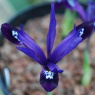 Iris reticulata 'Blue Note'