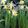 Narcissus Elka