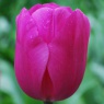 Tulipa 'Don Quichotte' AGM