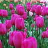 Tulipa 'Don Quichotte'