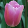 Tulipa 'Mistress'