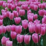 Tulipa 'Mistress'