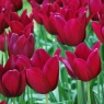 Tulipa 'Merlot'