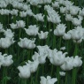 Tulipa 'White Lieberstar'