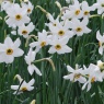Narcissus poeticus var. recurvus AGM