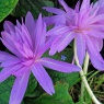 Colchicum ‘Waterlily’