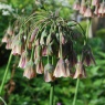 Nectaroscordum siculum ssp bulgaricum