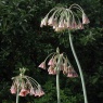 Nectaroscordum siculum ssp bulgaricum