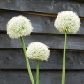 Allium Mount Everest