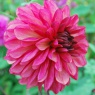 Dahlia 'Bacardi'