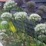 Allium nigrum