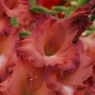 Gladiolus grandiflora 'Indian Summer'