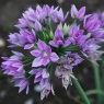 Allium 'Eros'