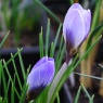 Crocus biflorus Blue Pearl AGM